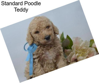 Standard Poodle Teddy