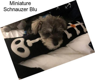 Miniature Schnauzer Blu