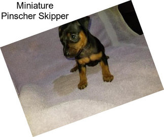 Miniature Pinscher Skipper