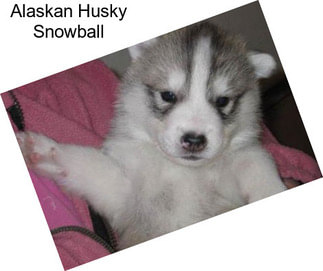 Alaskan Husky Snowball