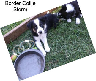 Border Collie Storm