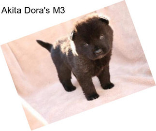 Akita Dora\'s M3