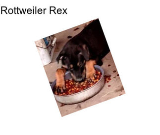 Rottweiler Rex