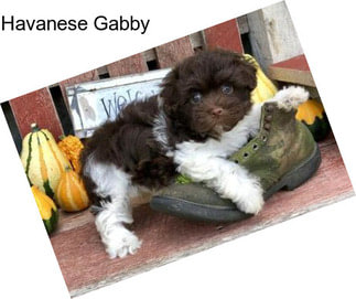 Havanese Gabby