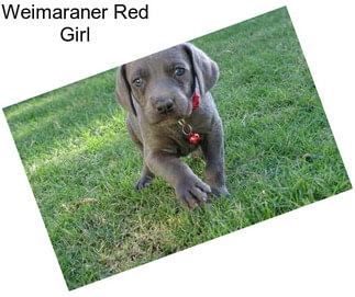 Weimaraner Red Girl