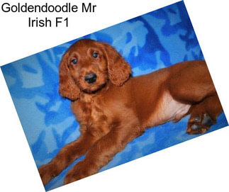 Goldendoodle Mr Irish F1