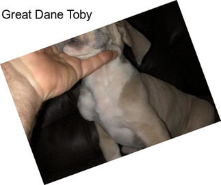 Great Dane Toby