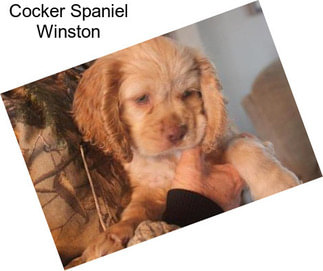 Cocker Spaniel Winston