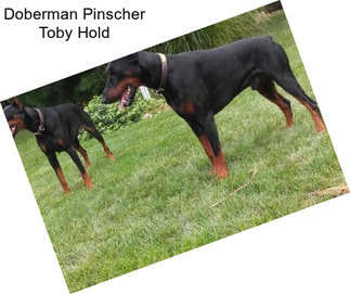 Doberman Pinscher Toby Hold