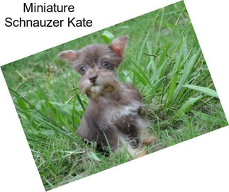 Miniature Schnauzer Kate