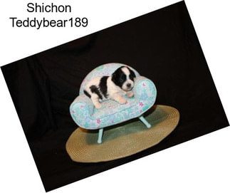 Shichon Teddybear189