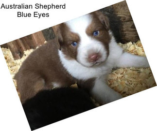 Australian Shepherd Blue Eyes