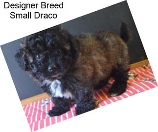 Designer Breed Small Draco