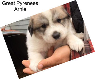 Great Pyrenees Arnie