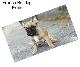 French Bulldog Ernie