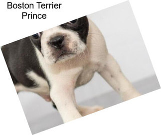 Boston Terrier Prince