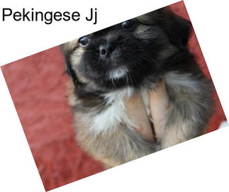 Pekingese Jj