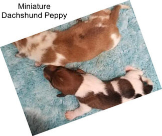 Miniature Dachshund Peppy