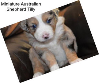 Miniature Australian Shepherd Tilly