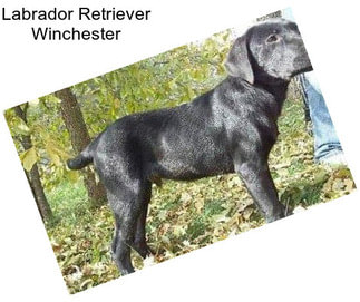Labrador Retriever Winchester