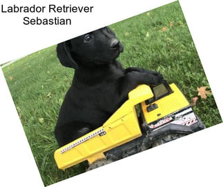 Labrador Retriever Sebastian