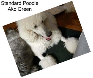 Standard Poodle Akc Green