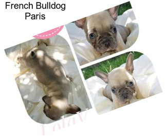 French Bulldog Paris