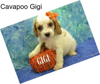 Cavapoo Gigi