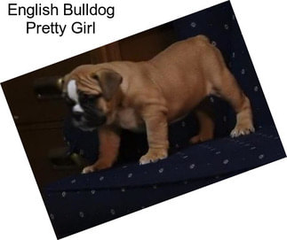 English Bulldog Pretty Girl