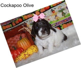 Cockapoo Olive