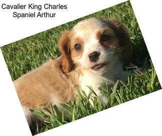 Cavalier King Charles Spaniel Arthur