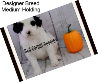 Designer Breed Medium Holding