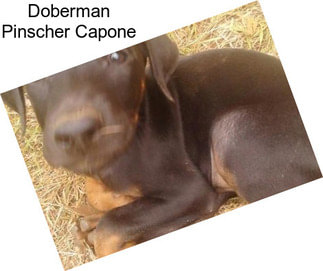 Doberman Pinscher Capone
