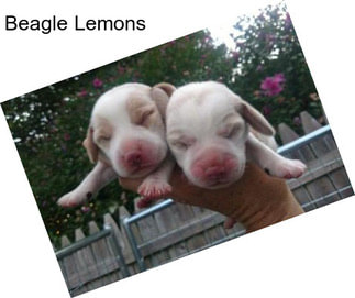 Beagle Lemons