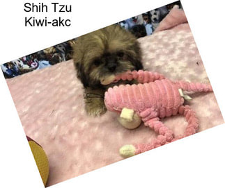 Shih Tzu Kiwi-akc