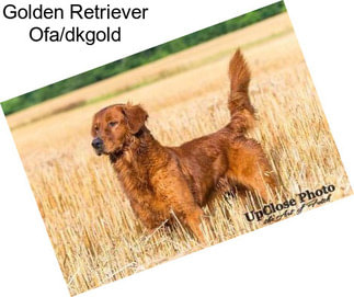 Golden Retriever Ofa/dkgold