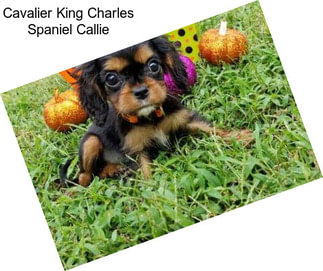 Cavalier King Charles Spaniel Callie