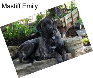 Mastiff Emily