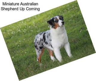 Miniature Australian Shepherd Up Coming