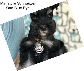 Miniature Schnauzer One Blue Eye