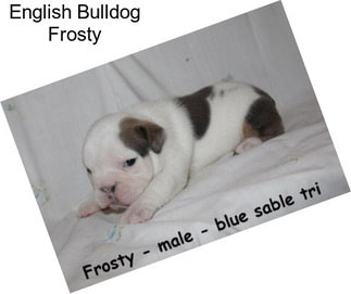 English Bulldog Frosty
