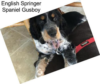 English Springer Spaniel Gusboy