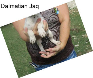 Dalmatian Jaq