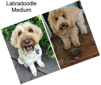 Labradoodle Medium