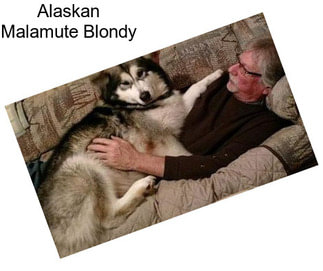 Alaskan Malamute Blondy