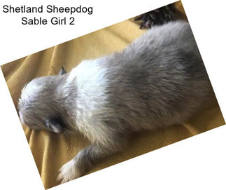 Shetland Sheepdog Sable Girl 2