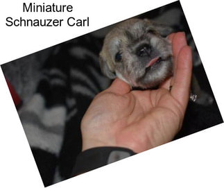 Miniature Schnauzer Carl