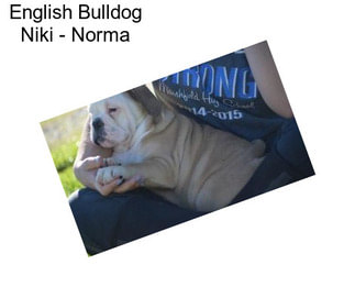 English Bulldog Niki - Norma