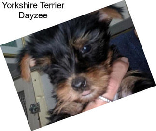 Yorkshire Terrier Dayzee