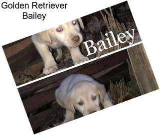 Golden Retriever Bailey